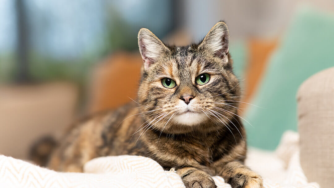 Tortoiseshell Cats 5 Facts You Need To Know Purina